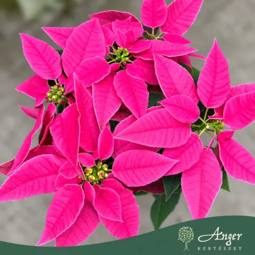 Euphorbia pulcherrima 'Princettia' - Mikulásvirág - vegyes - 12 cm-es cserépben