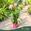 Curcuma alismatifolia 'Siam Sisto' - Kurkumavirág - 14 cm-es cserépben