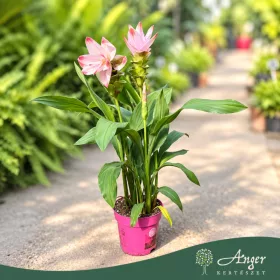   Curcuma alismatifolia 'Siam Sisto' - Kurkumavirág - 14 cm-es cserépben
