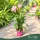 Curcuma alismatifolia 'Siam Sisto' - Kurkumavirág - 14 cm-es cserépben