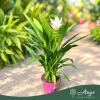 Curcuma alismatifolia 'Siam Sisto' - Kurkumavirág - 14 cm-es cserépben