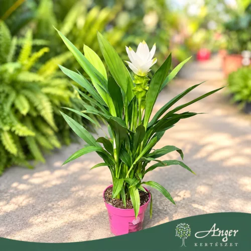 Curcuma alismatifolia 'Siam Sisto' - Kurkumavirág - 14 cm-es cserépben