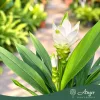 Curcuma alismatifolia 'Siam Sisto' - Kurkumavirág - 14 cm-es cserépben