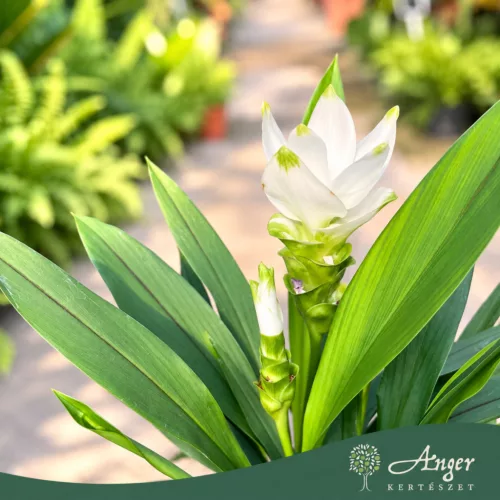 Curcuma alismatifolia 'Siam Sisto' - Kurkumavirág - 14 cm-es cserépben
