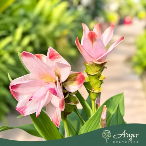 Curcuma alismatifolia 'Siam Sisto' - Kurkumavirág - 14 cm-es cserépben