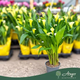   Zantedeschia 'Sunclub' - Kála - 14 cm-es cserépben