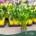 Zantedeschia 'Sunclub' - Kála - 14 cm-es cserépben