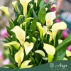 Zantedeschia 'Sunclub' - Kála - 14 cm-es cserépben
