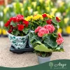 Begonia - Begónia - vegyes - 13 cm-es cserépben