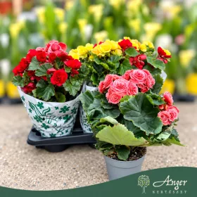 Begonia - Begónia - vegyes - 13 cm-es cserépben
