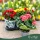 Begonia - Begónia - vegyes - 13 cm-es cserépben