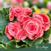 Begonia - Begónia - vegyes - 13 cm-es cserépben
