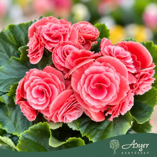 Begonia - Begónia - vegyes - 13 cm-es cserépben