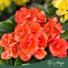Begonia - Begónia - vegyes - 13 cm-es cserépben