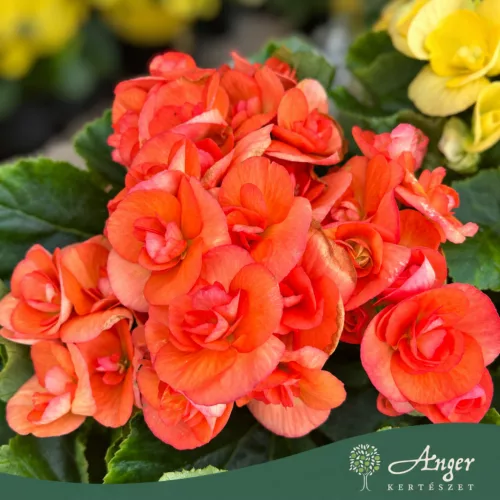 Begonia - Begónia - vegyes - 13 cm-es cserépben