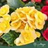Begonia - Begónia - vegyes - 13 cm-es cserépben