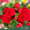 Begonia - Begónia - vegyes - 13 cm-es cserépben