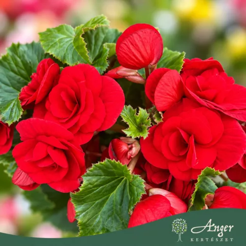 Begonia - Begónia - vegyes - 13 cm-es cserépben