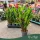 Zantedeschia 'Paco' - Kála - 10,5 cm-es cserépben