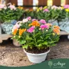 Chrysanthemum - Krizantém - vegyes - 23 cm-es cserépben