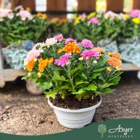 Chrysanthemum - Krizantém - vegyes - 23 cm-es cserépben