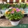 Chrysanthemum - Krizantém - vegyes - 23 cm-es cserépben