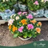 Chrysanthemum - Krizantém - vegyes - 23 cm-es cserépben