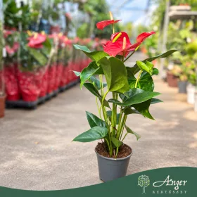   Anthurium andreanum 'Jambo Red' - Flamingóvirág - piros - 14 cm-es cserépben
