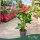 Anthurium andreanum 'Jambo Red' - Flamingóvirág - piros - 14 cm-es cserépben