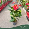 Anthurium andreanum 'Jambo Red' - Flamingóvirág - piros - 14 cm-es cserépben