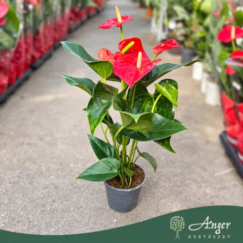 Anthurium andreanum 'Jambo Red' - Flamingóvirág - piros - 14 cm-es cserépben