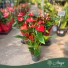 Anthurium andreanum 'Jambo Red' - Flamingóvirág - piros - 14 cm-es cserépben