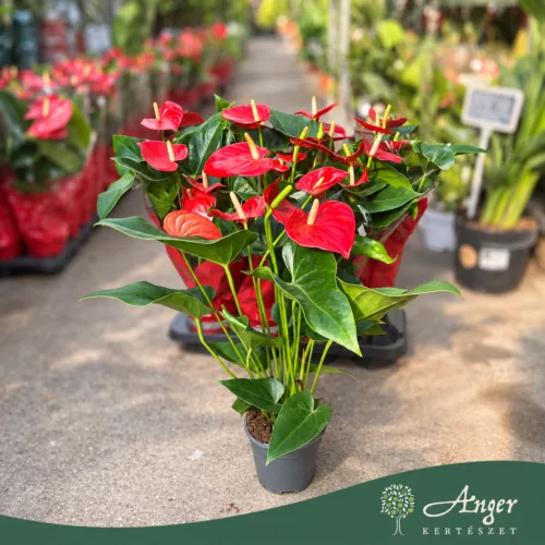 Anthurium andreanum 'Jambo Red' - Flamingóvirág - piros - 14 cm-es cserépben