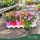 Chrysanthemum (6 szín) - Krizantém - vegyes - 9 cm-es cserépben