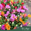 Chrysanthemum (6 szín) - Krizantém - vegyes - 9 cm-es cserépben
