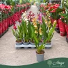 Cambria (Mix) - Cambria orchidea - vegyes - 12 cm-es cserépben