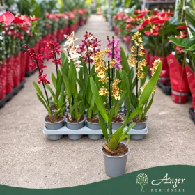   Cambria (Mix) - Cambria orchidea - vegyes - 12 cm-es cserépben