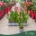 Cambria (Mix) - Cambria orchidea - vegyes - 12 cm-es cserépben