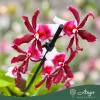 Cambria (Mix) - Cambria orchidea - vegyes - 12 cm-es cserépben