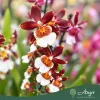 Cambria (Mix) - Cambria orchidea - vegyes - 12 cm-es cserépben