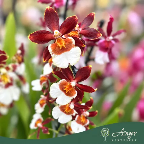 Cambria (Mix) - Cambria orchidea - vegyes - 12 cm-es cserépben