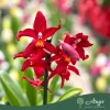 Cambria (Mix) - Cambria orchidea - vegyes - 12 cm-es cserépben