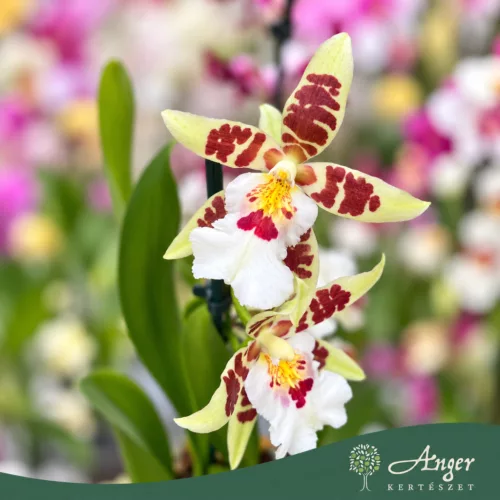 Cambria (Mix) - Cambria orchidea - vegyes - 12 cm-es cserépben