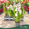 Miltoniopsis (Mix) - Árvácskaorchidea - vegyes - 12 cm-es cserépben