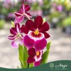 Miltoniopsis (Mix) - Árvácskaorchidea - vegyes - 12 cm-es cserépben