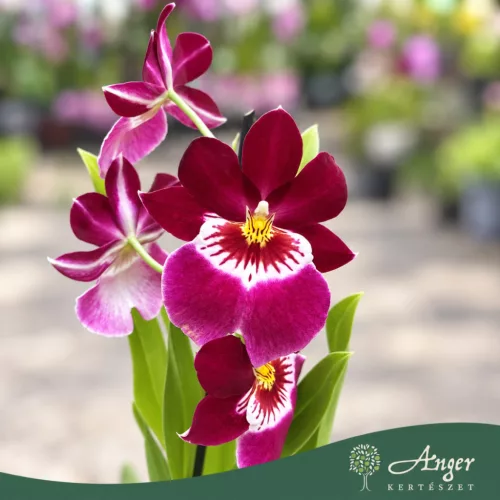 Miltoniopsis (Mix) - Árvácskaorchidea - vegyes - 12 cm-es cserépben