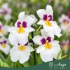 Miltoniopsis (Mix) - Árvácskaorchidea - vegyes - 12 cm-es cserépben