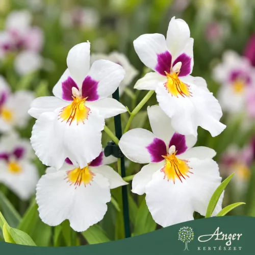 Miltoniopsis (Mix) - Árvácskaorchidea - vegyes - 12 cm-es cserépben