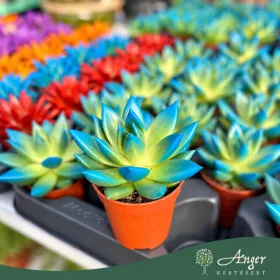   Echeveria 'Miranda' (kék hegyű) - Kővirág - 5 cm-es cserépben