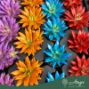 Echeveria 'Rainbow' (Mix) - Kővirág - vegyes - 5 cm-es cserépben